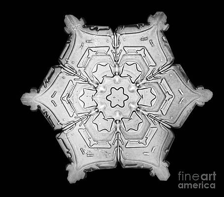Wall Art - Photograph - Snowflake #8 by Science Source