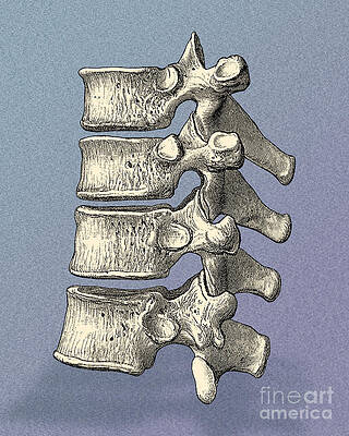 Wall Art - Photograph - Vertebrae #8 by Science Source