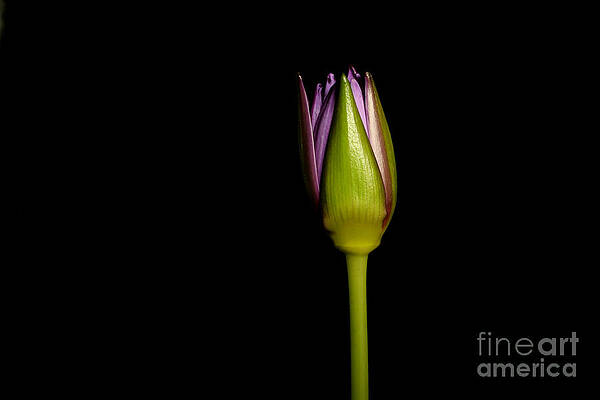 Wall Art - Photograph - Waterlily Opening Part Of A Series #8 by Ted Kinsman