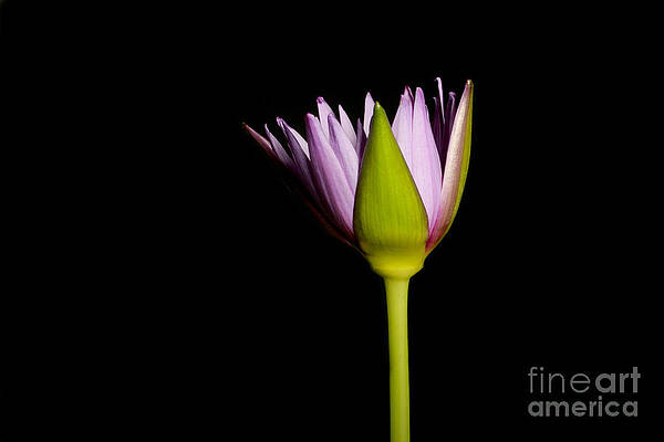 Wall Art - Photograph - Waterlily Opening Part Of A Series #12 by Ted Kinsman