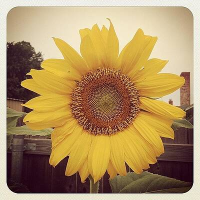 Wall Art - Photograph - A Couple Of My Sunflowers Have Bloomed by Marc Crow