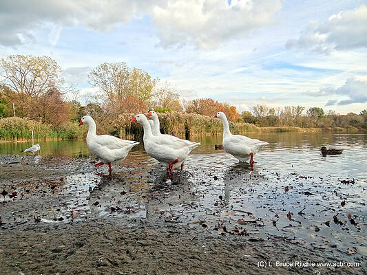 Wall Art - Mixed Media - A Gaggle of Geese II by Bruce Ritchie