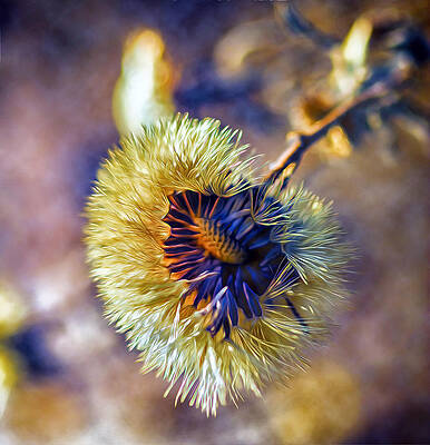 Wall Art - Photograph - A Look Inside by Bill and Linda Tiepelman