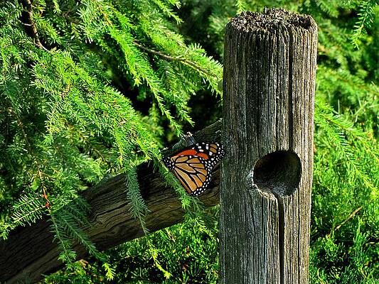 Wall Art - Photograph - A Resting Butterfly by David Dehner