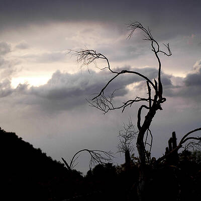 A Tree Grows in the Desert by Swede Johnson