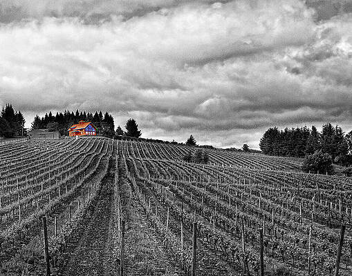 A View of the Field IMG 9753 by Torrey E Smith