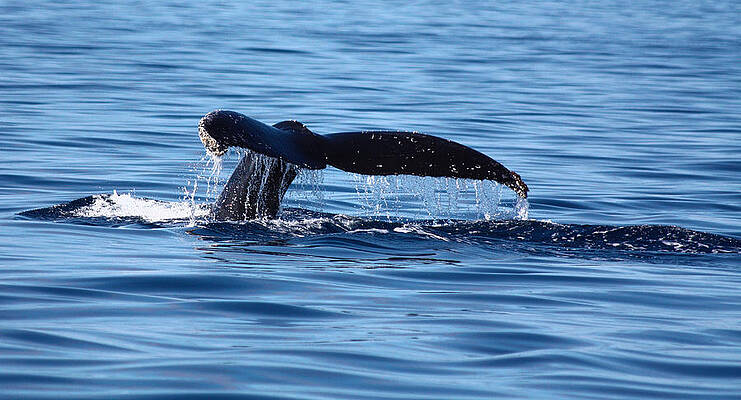 Wall Art - Photograph - A Whale of a Time by Shane Bechler
