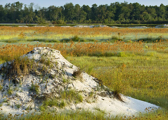 Abandoned Bog at Whitesbog New Jersey by Steven Wynn