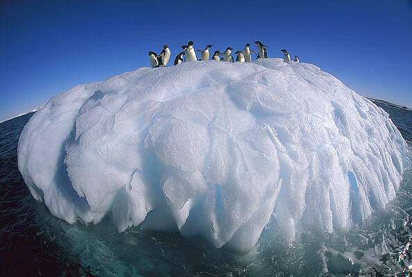 Wall Art - Photograph - Adelie Penguin Pygoscelis Adeliae Group by Colin Monteath