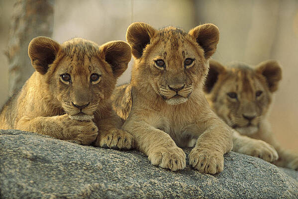 Wall Art - Photograph - African Lion Three Cubs Resting by Tim Fitzharris