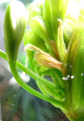 Agapanthus Bud by Sondra Sheren