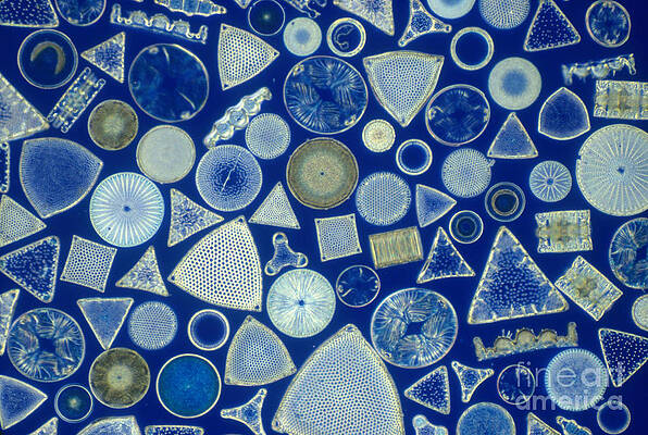 Wall Art - Photograph - Algae, Fossil Diatoms, Lm by M I Walker