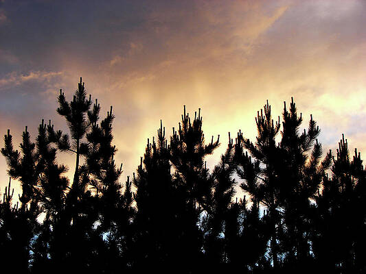 Wall Art - Mixed Media - Algonquin Sunset Behind the Pines by Bruce Ritchie