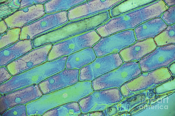 Wall Art - Photograph - Allium Bulb Epidermis by M. I. Walker