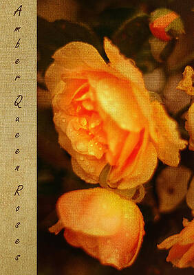 Wall Art - Photograph - Amber Queen Rose by Jenny Rainbow
