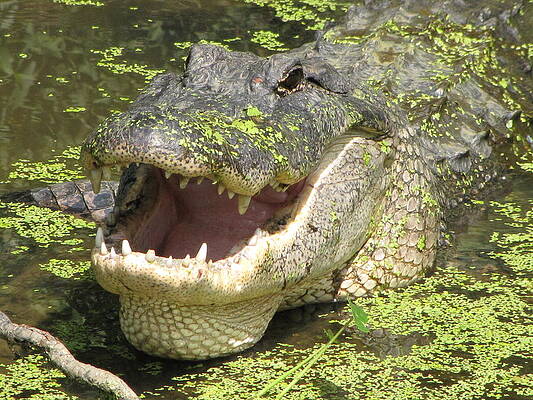 American Alligator by Betty Berard American Alligator by Betty Berard
