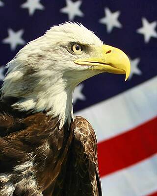 American Tough by Michael Mayo