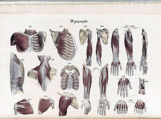 Wall Art - Photograph - Anatomie Methodique Illustrations by Science Source