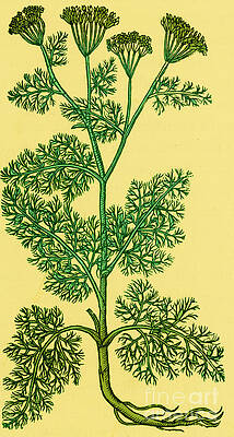 Wall Art - Photograph - Anethum Graveolens-Dill by Science Source