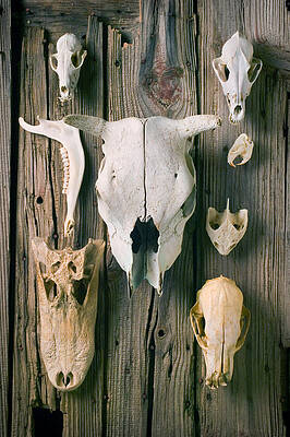 Animal Skull Photos - Fine Art America
