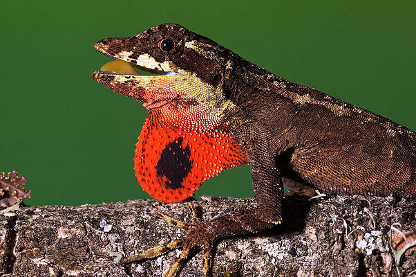 Wall Art - Photograph - Anolis Lizard Anolis Sp Male Extending by Pete Oxford