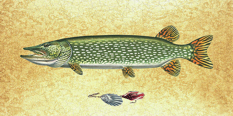 Pike Fish Art for Sale - Pixels