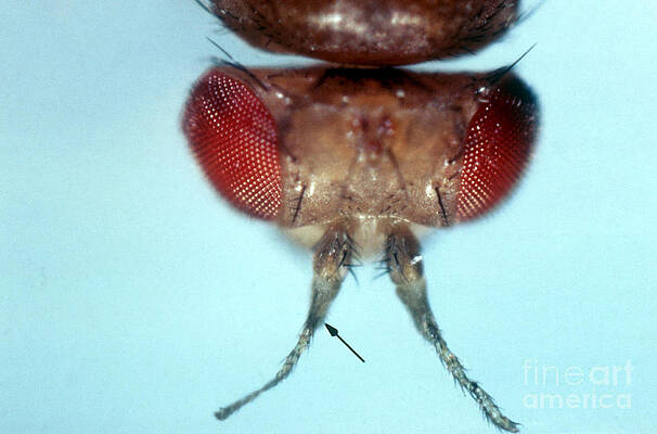Wall Art -  - Aristapedia Mutation In Drosophila by Science Source