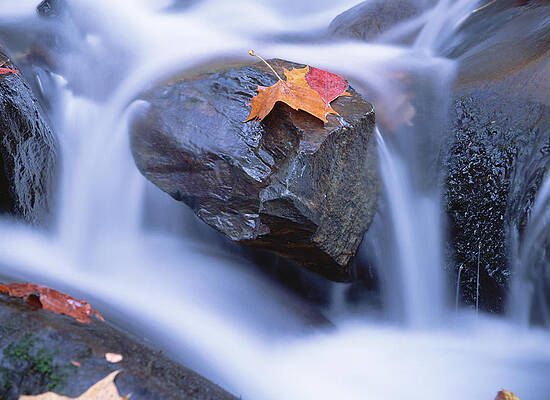 Wall Art - Photograph - Autumn Leaf On Boulder, Little River by Tim Fitzharris