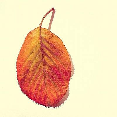 Wall Art - Photograph - Autumn by Nic Squirrell