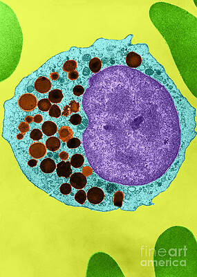 Wall Art - Photograph - Azurophils In Myelocyte, Tem by Don W. Fawcett