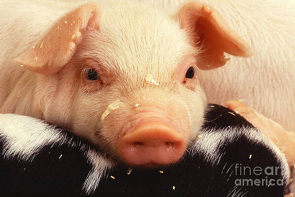 Wall Art - Photograph - Baby Piglet by Science Source