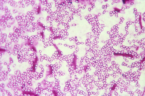 Asm Art - Fine Art America