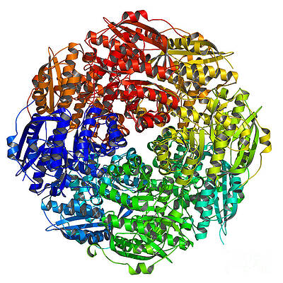 Wall Art -  - Bacillus Subtilis Yitf Enzyme by Science Source