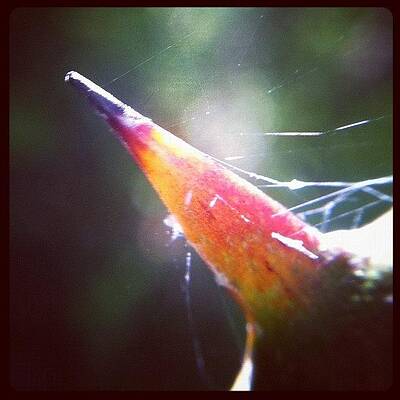 Wall Art - Photograph - Backlit Thorn by Dave Edens