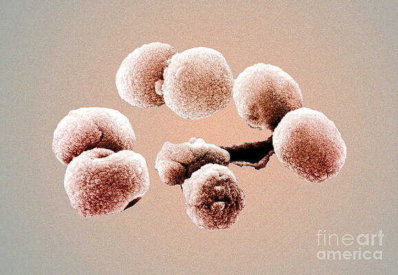 Wall Art - Photograph - Bacteria, Streptococcus Pneumoniae, Sem by Science Source
