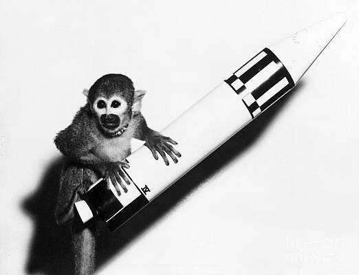 Wall Art - Photograph - Baker, First Monkey In Space by Science Source