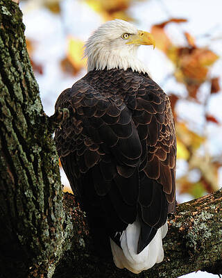 Wall Art - Photograph - Bald Eagle In Tree by Craig Leaper