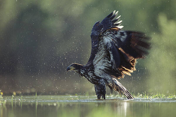 Wall Art - Photograph - Bald Eagle Juvenile Bathing In A River by Tim Fitzharris