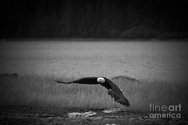 Wall Art - Photograph - Bald Eagle Take Off Series 4 of 8 by Darcy Michaelchuk