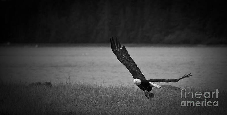 Wall Art - Photograph - Bald Eagle Take Off Series 5 of 8 by Darcy Michaelchuk