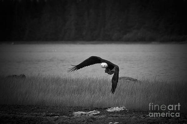 Wall Art - Photograph - Bald Eagle Take Off Series 7 of 8 by Darcy Michaelchuk