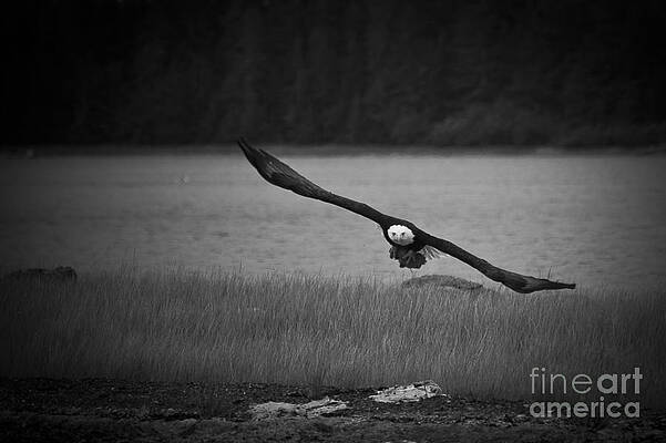 Wall Art - Photograph - Bald Eagle Take Off Series 8 of 8 by Darcy Michaelchuk