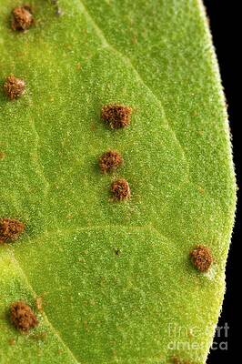 Wall Art - Photograph - Bean Leaf With Rust Pustules by Science Source