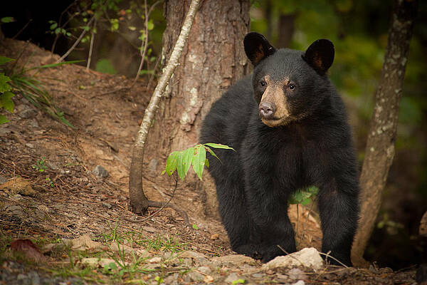 Wall Art - Photograph - Bear Thoughts by Joye Ardyn Durham