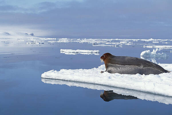 Wall Art - Photograph - Bearded Seal Resting On Ice Floe Norway by Flip Nicklin