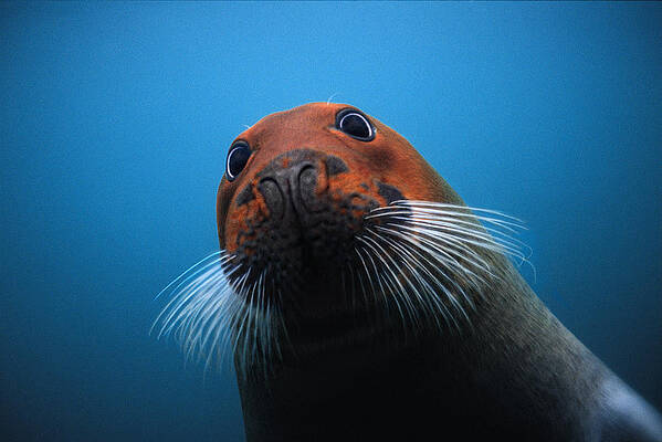 Wall Art - Photograph - Bearded Seal With Head Stained Red by Flip Nicklin