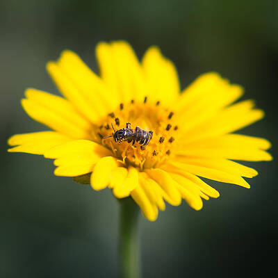Wall Art - Photograph - Beautiful small world by SAURAVphoto Online Store