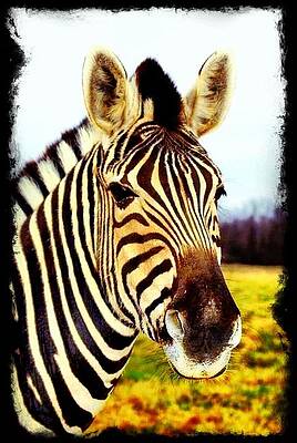 Beautiful Zebra by Miranda Powers
