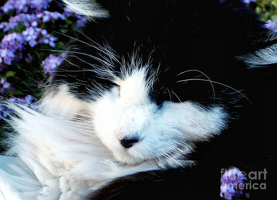 Beauty Sleep by Elinor Mavor Beauty Sleep by Elinor Mavor