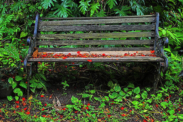 Bench and Flowers- St Lucia. by Chester Williams Bench and Flowers- St Lucia. by Chester Williams